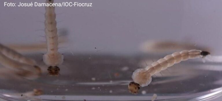 Prevenção da Dengue: Como Eliminar Larvas e Ovos de Forma Eficaz