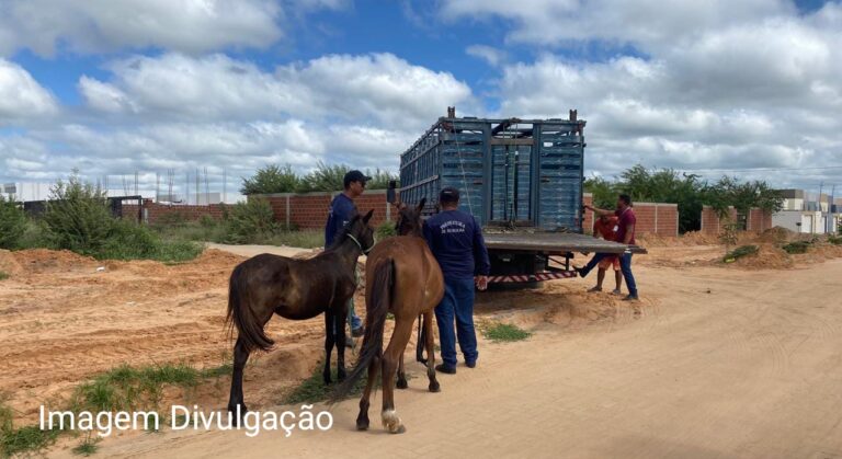 Controle de Zoonoses: Ações da Prefeitura garantem Saúde Pública em Petrolina Controle de Zoonoses: Ações da Prefeitura garantem Saúde Pública em Petrolina